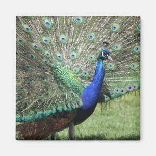 Imán de pavo real