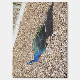 Imán de pavo real azul indio
