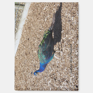 Imán de pavo real azul indio