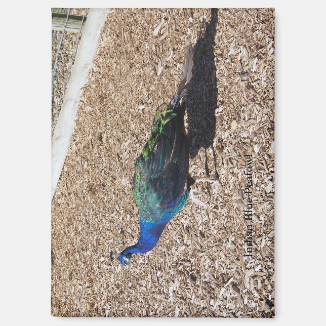 Imán de pavo real azul indio (Anverso)