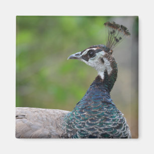Imán de Peafowl
