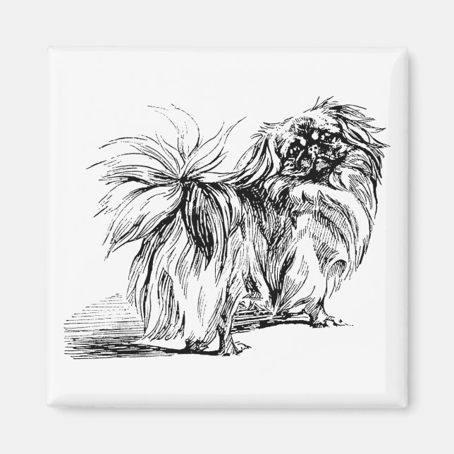 Imán de Pekingese (Frente)