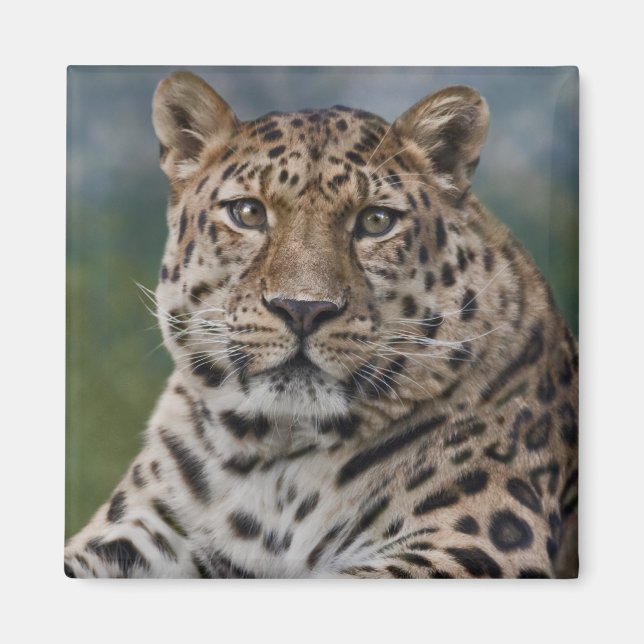 Imán de pensamientos de leopardo (Frente)