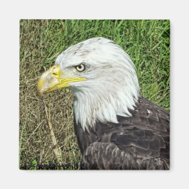 Imán de perfil de águila calva