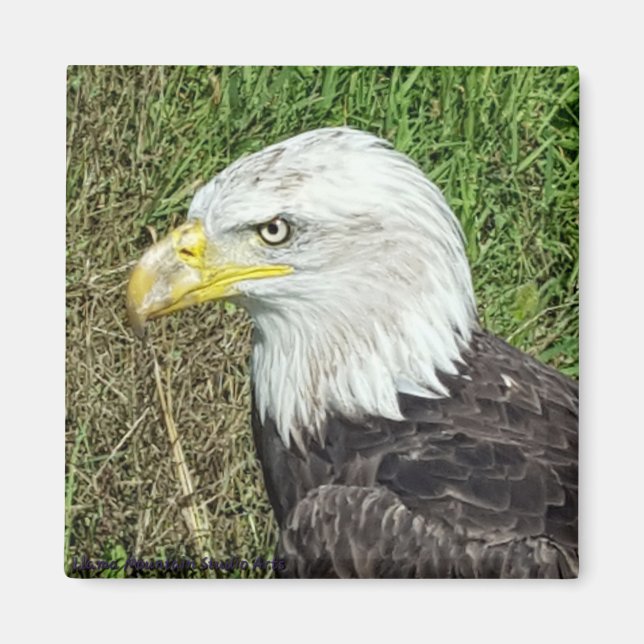 Imán de perfil de águila calva (Frente)