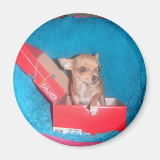 Imán de perro