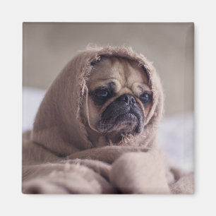 Imán de perro 3