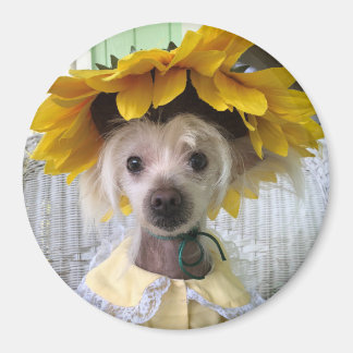 Imán de perro chino crestado divertido y lindo