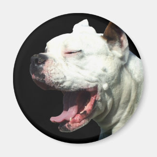 Imán de perro del White Boxer sonriente