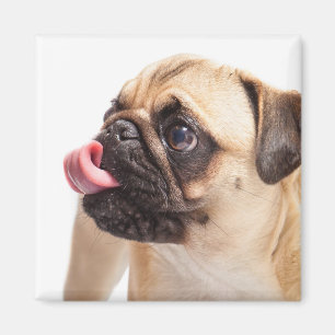 Imán de perro lindo 1