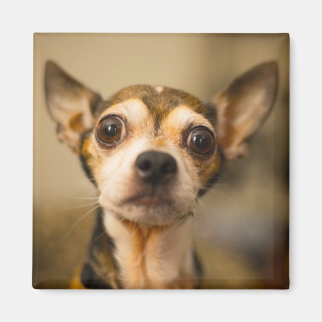 Imán de perro lindo 10 (Frente)