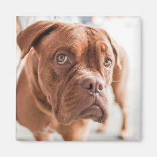Imán de perro lindo 11
