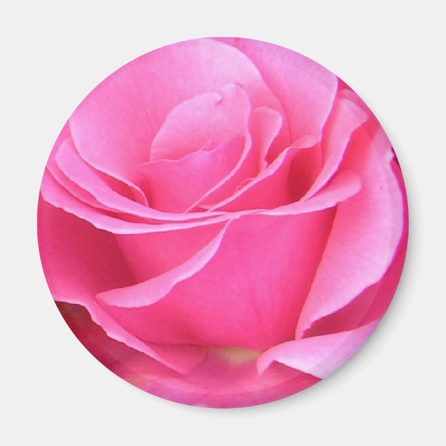 Imán de personalizable de Pétalos de Rosa Rosados (Frente)