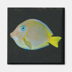 Imán de pescado amarillo y azul