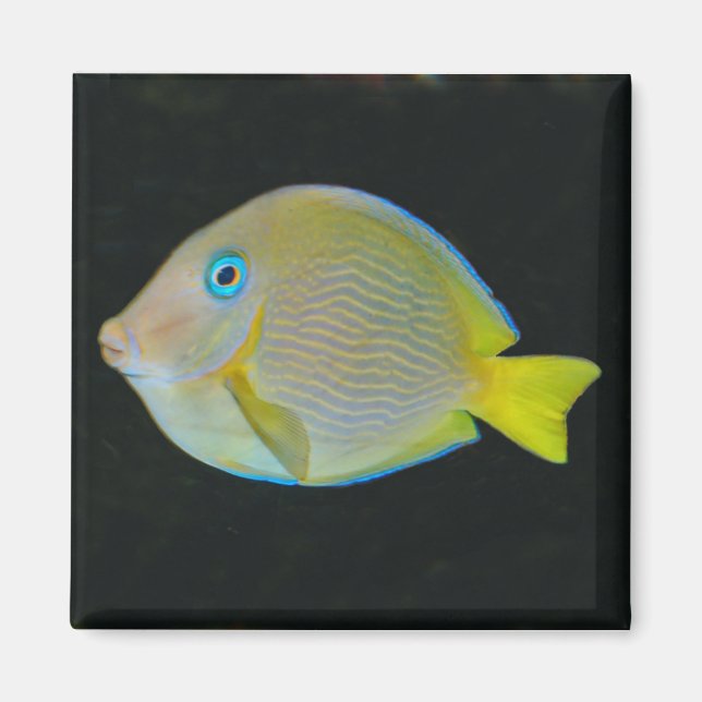 Imán de pescado amarillo y azul (Frente)