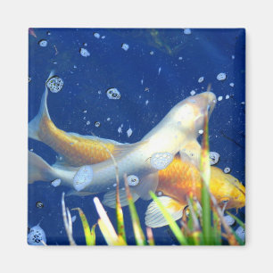 imán de pescado en estanque koi