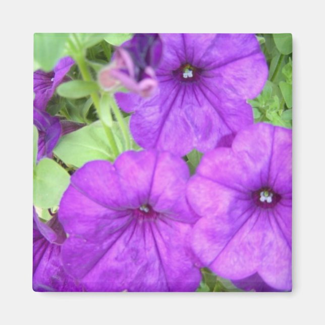 Imán de Petunia Hermosa (Frente)