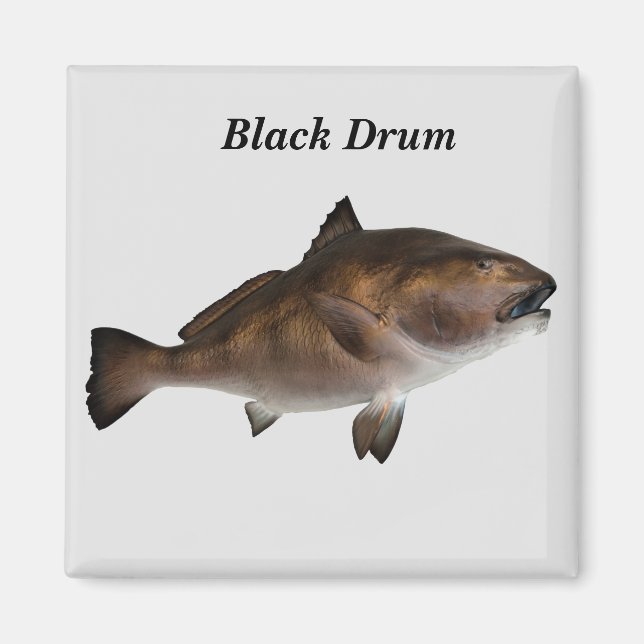 Imán de pez drum negro (Frente)
