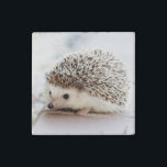 Imán De Piedra Cute Baby Hedgehog<br><div class="desc">Fotografía de retrato de bebé de niño gordo sobre fondo pálido.</div>