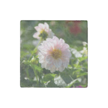 Dahlia blanca en la foto del jardín