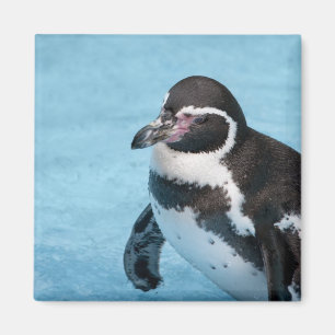 Imán de Pingüino de Magallanes