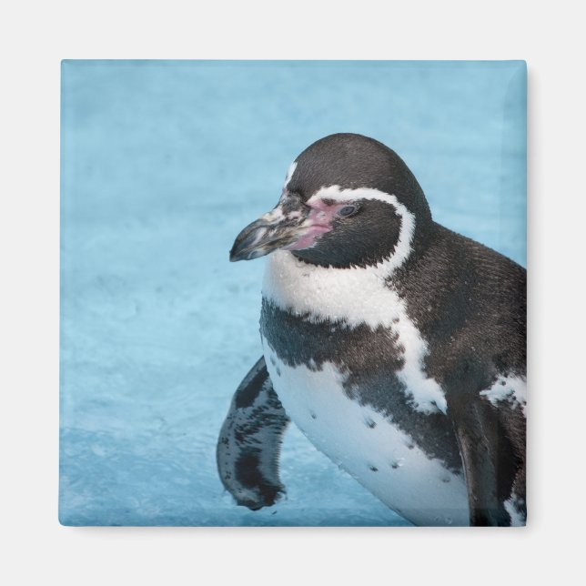 Imán de Pingüino de Magallanes (Frente)