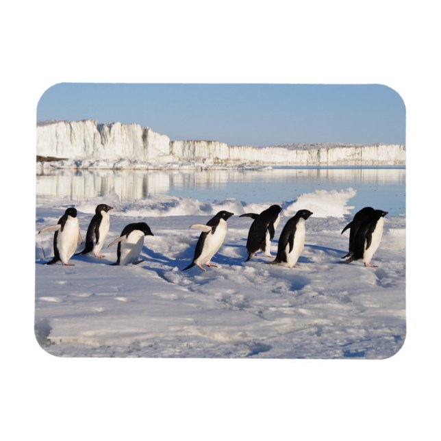 Imán de Pingüinos (Horizontal)