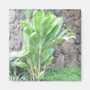 imán de planta de hoja de té