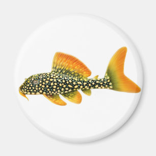 Imán de Pleco de la sol de Goldy