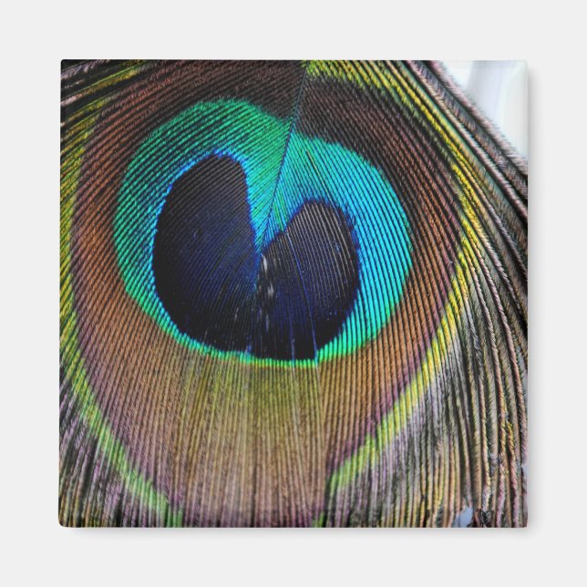 Imán de plumas de pavo real (Frente)