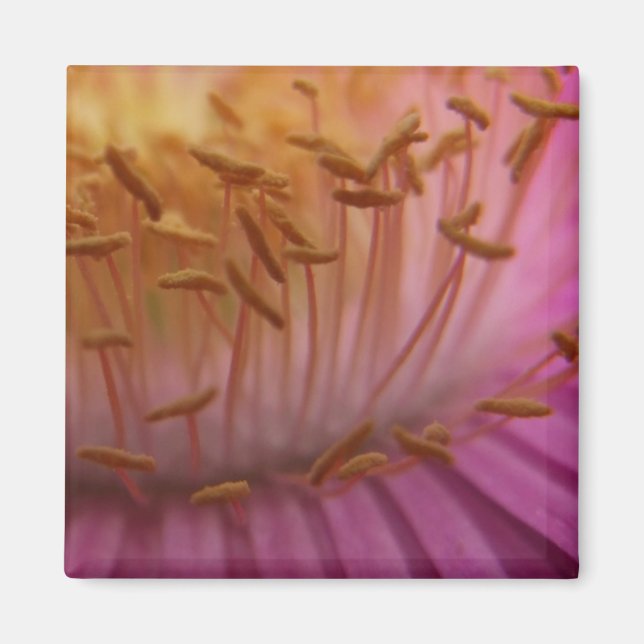 Imán de polen rosa (Frente)