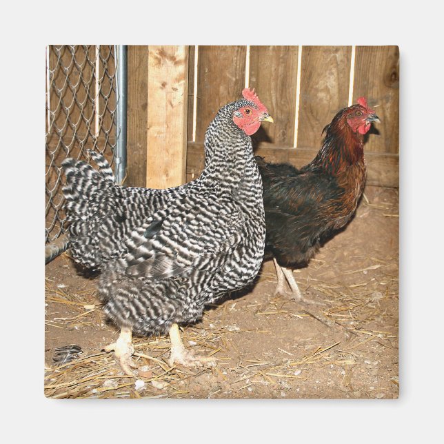 Imán de pollo (Frente)