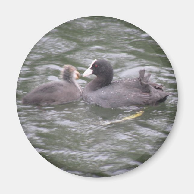 Imán de pollo hambriento alimentado con algodón (Frente)