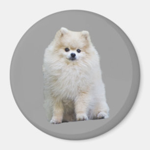 Imán de Pomeranian