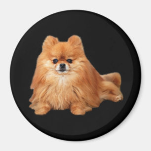 Imán de Pomeranian
