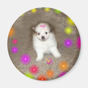 Imán de Pomeranian del bebé