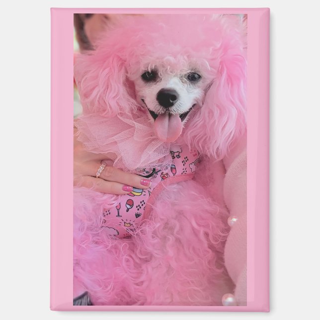 Imán de poodle rosa, imán de regalo de poodle rosa (Anverso)