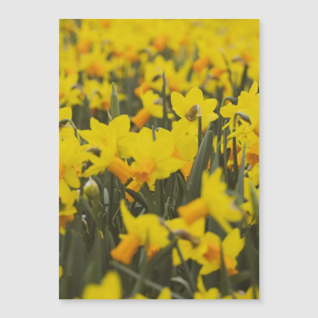 Imán de postal del campo de narcisos (Anverso)