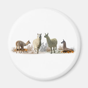 Imán de prado de llama (elija color)
