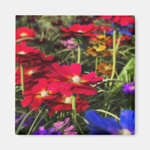 imán de primavera irlandés