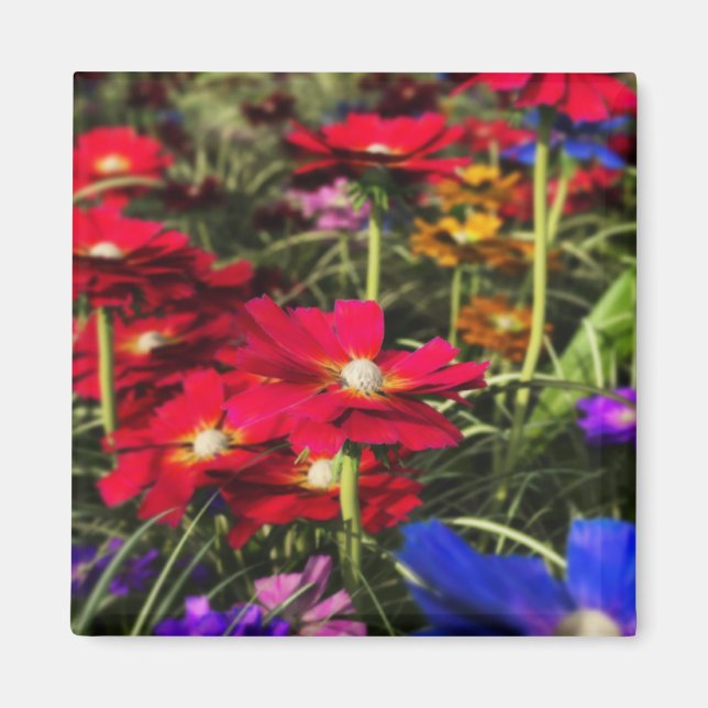 imán de primavera irlandés (Frente)