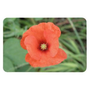 Imán de primera calidad de la flor de amapola salv