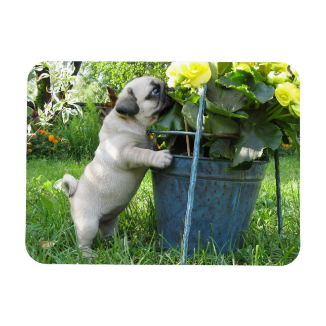 Imán de Pug y Flores (Horizontal)