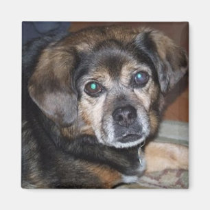Imán de Puggle