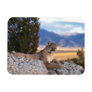 Imán de puma