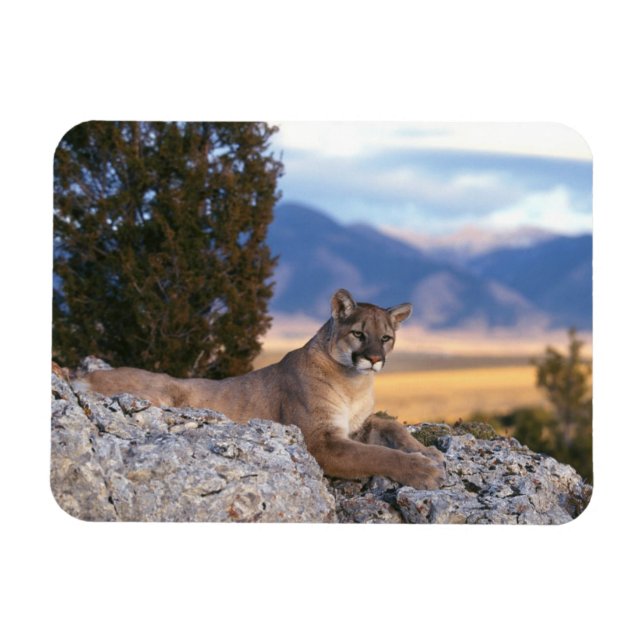 Imán de puma (Horizontal)