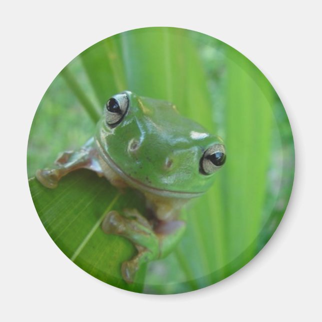 Imán de rana (Frente)