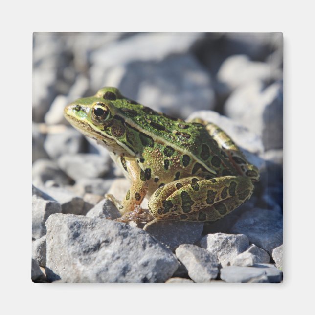 Imán de rana (Frente)