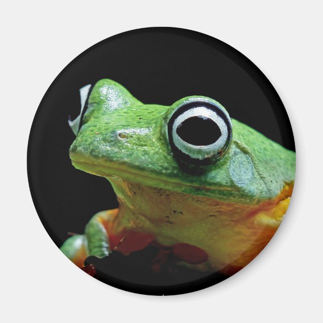 Imán de rana (Frente)