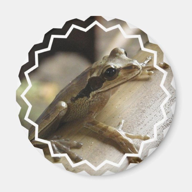 Imán de rana de árbol (Frente)
